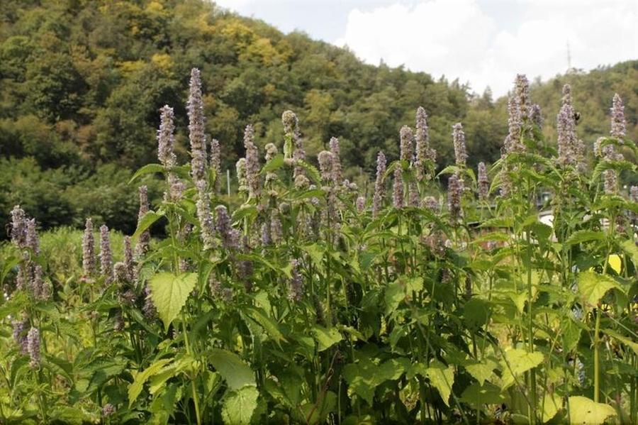 Agastache svraskalá - Agastache rugosa, Kontejner o objemu 10 litrů