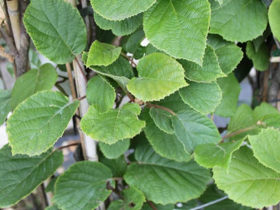 Aktinidie lahodná, kiwi - samosprašná 'Solissimo' - Actinidia deliciosa 'Solissimo', Vysoký květník o objemu 2 litry velikost 20-40 cm