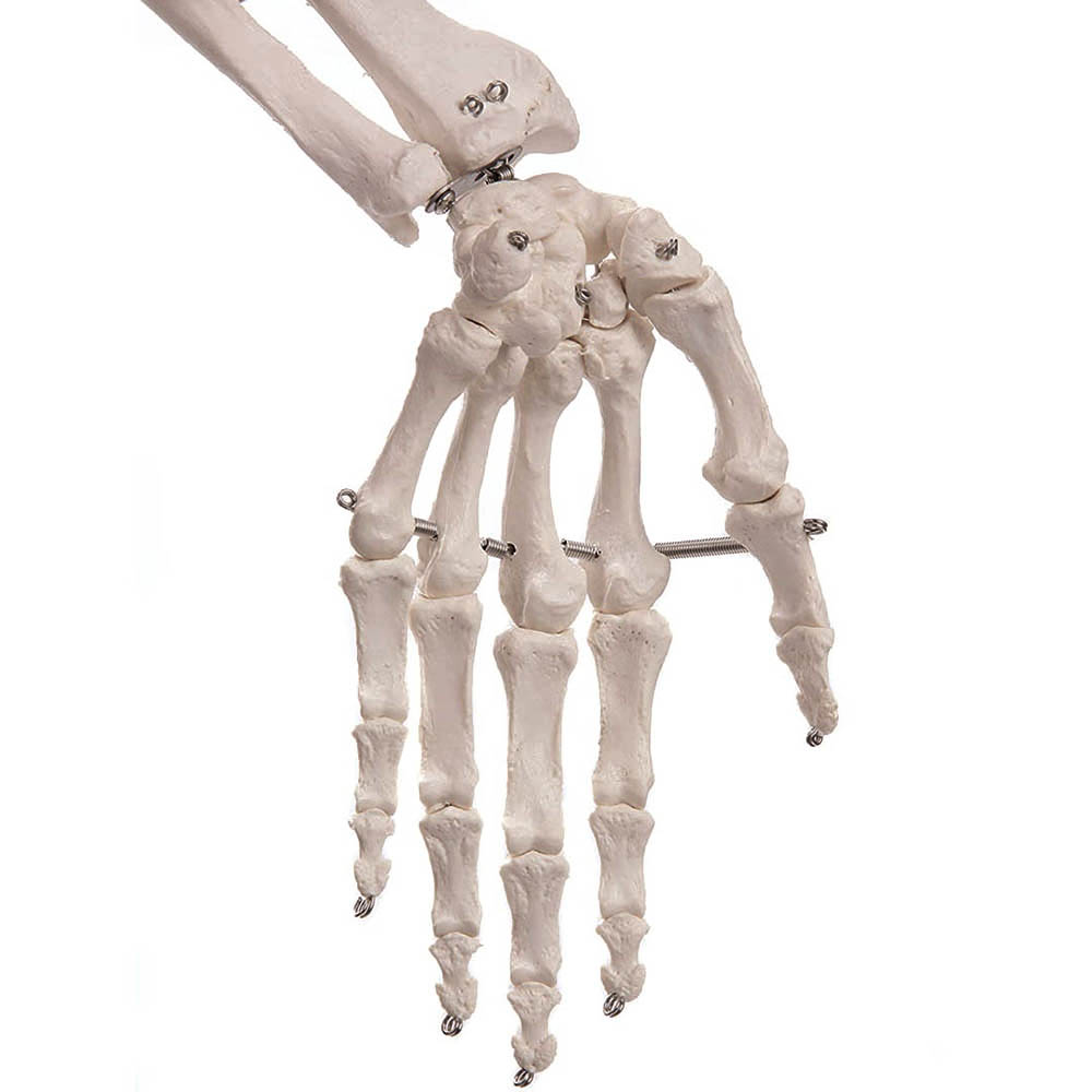 Anatomický model kostry se stojanem