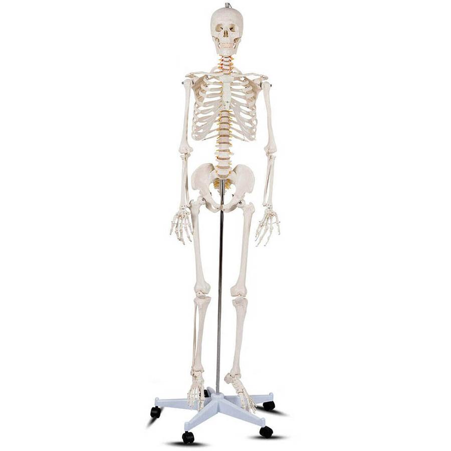 Anatomický model kostry se stojanem