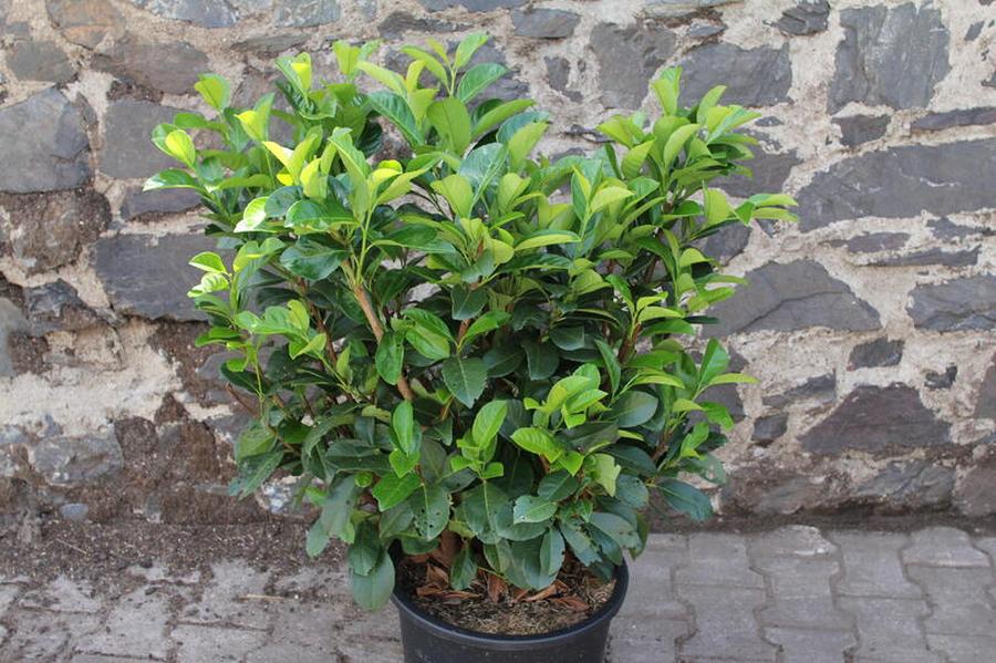 Bobkovišeň lékařská 'Etna' - Prunus laurocerasus 'Etna', Kontejner o objemu 20 litrů velikost 80-100 cm