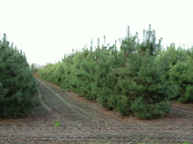 Borovice lesní - Pinus sylvestris, Kontejner o objemu 30 litrů velikost 100-125 cm