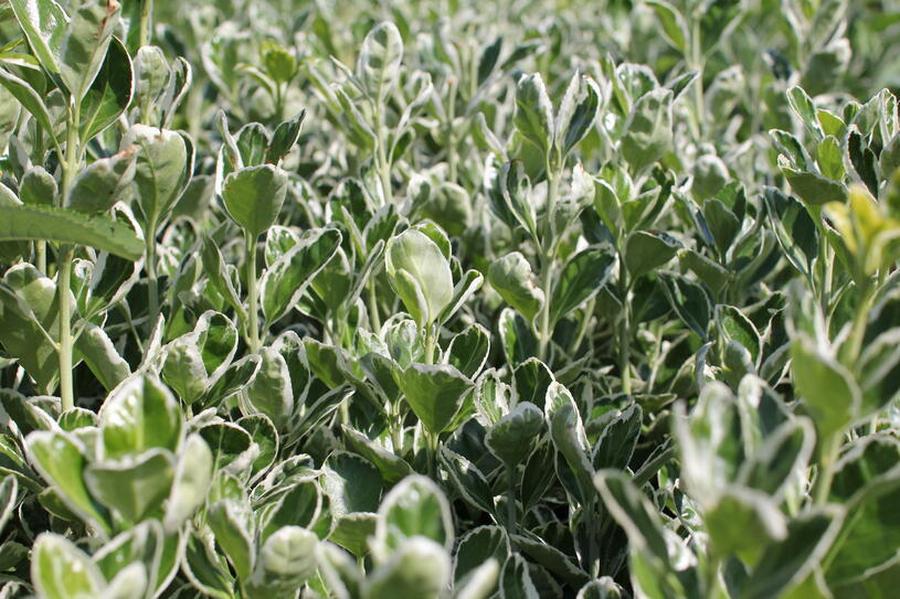 Brslen Fortuneův 'Grey Beauty' - Euonymus japonicus 'Grey Beauty', Kontejner o objemu 1,5 litru