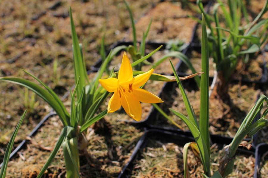 Denivka žlutá - Hemerocallis lilioasphodelus, Květník o průměru 11 cm