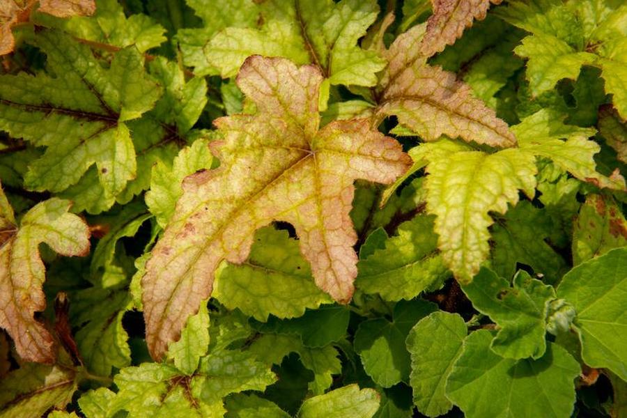 Dlužela 'Kimono' - Heucherella hybrida 'Kimono', Květník o průměru 11 cm