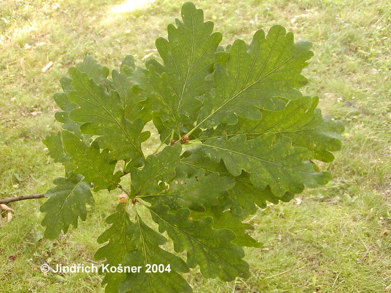 Dub zimní - Quercus petraea, Kontejner o objemu 10 litrů velikost 80-100 cm