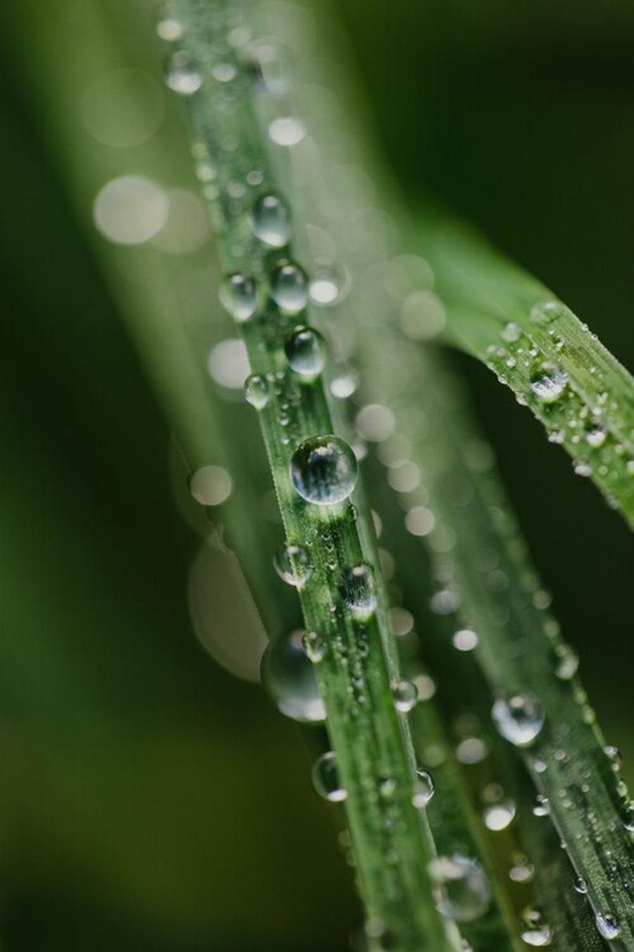 Fototapeta Drops on plants,