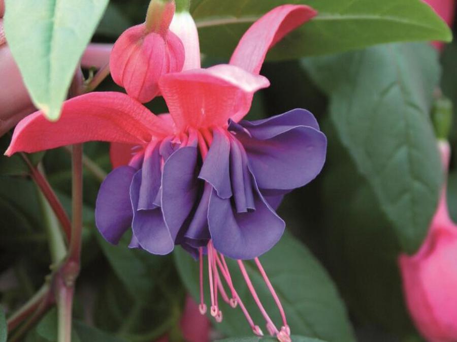 Fuchsie, čílko 'Charlie Dimmock' - Fuchsia hybrida 'Charlie Dimmock', Kontejner o objemu 1 litr