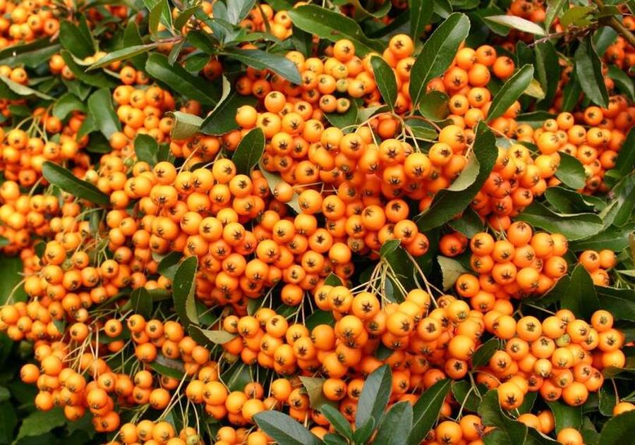 Hlohyně šarlatová 'Orange Charmer' - Pyracantha coccinea 'Orange Charmer', Kontejner o objemu 1,5 litru velikost 60-80 cm