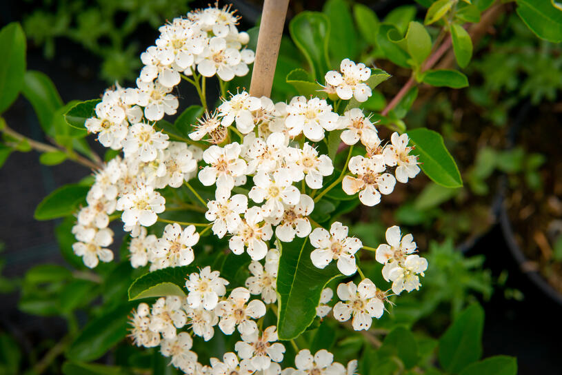 Hlohyně šarlatová 'Orange Glow' - Pyracantha coccinea 'Orange Glow', Kontejner o objemu 1,5 litru velikost 60-80 cm vyvazovaná