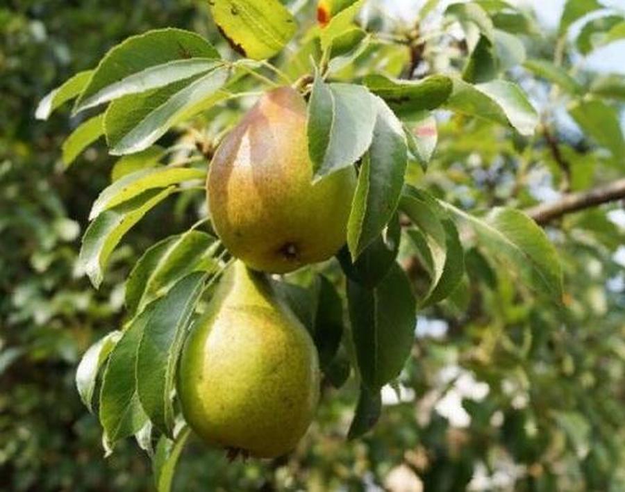 Hrušeň 'Grosdemange' - Pyrus communis 'Grosdemange', Kontejner o objemu 10 litrů špičák 175+ cm