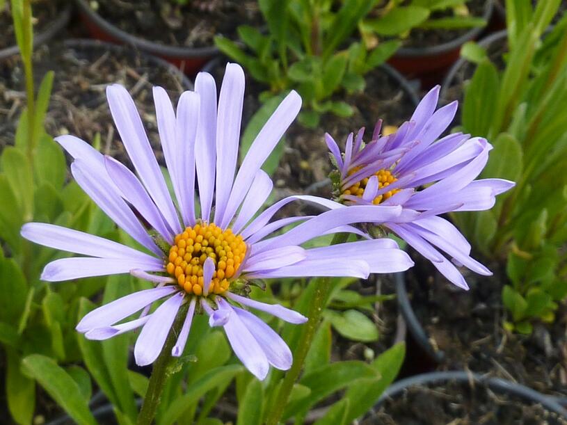 Hvězdnice tongolská 'Wartburgstern' - Aster tongolensis 'Wartburgstern', Květník o průměru 9 cm