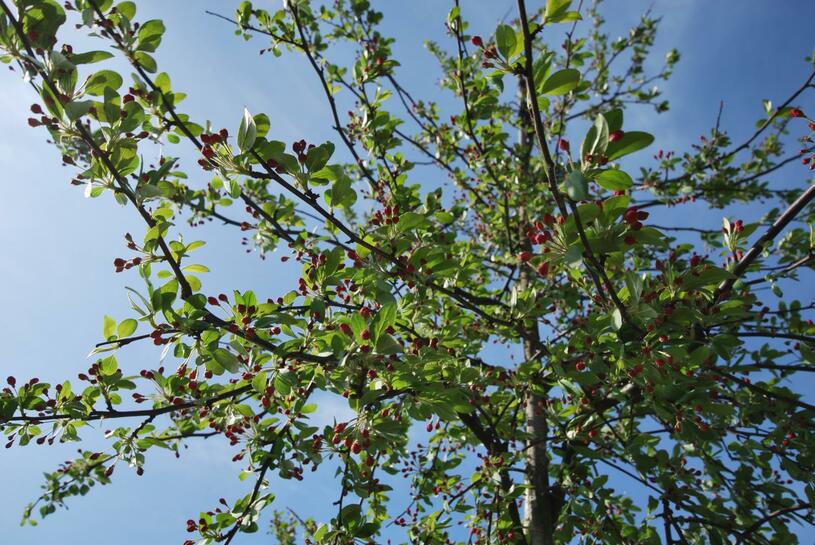 Jabloň mnohokvětá - Malus floribunda, Zemní bal obvod kmene 10-12 cm