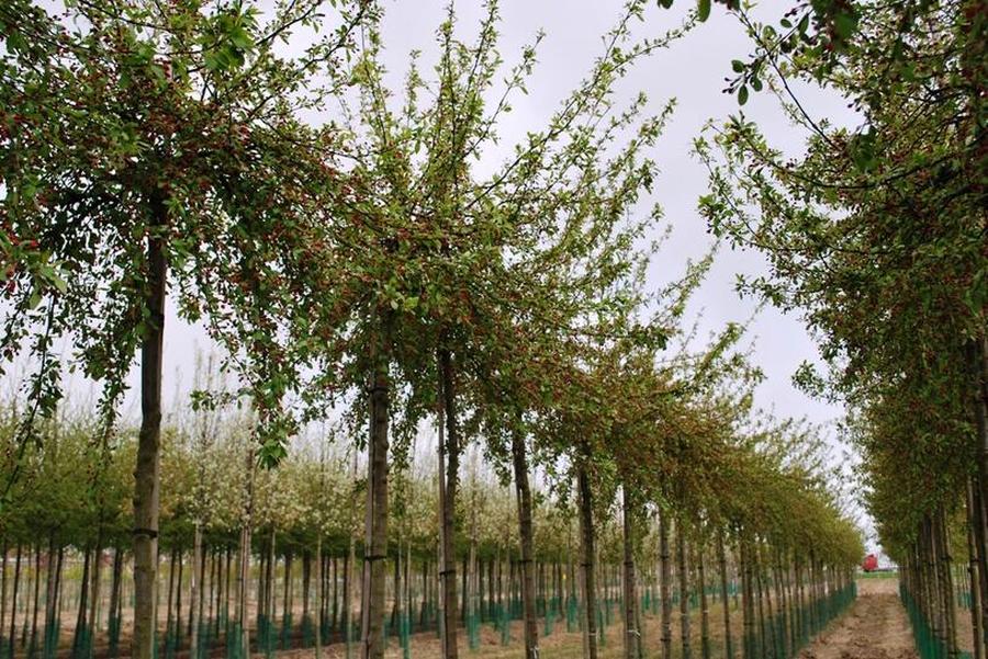 Jabloň mnohokvětá - Malus floribunda, Zemní bal obvod kmene 10-12 cm