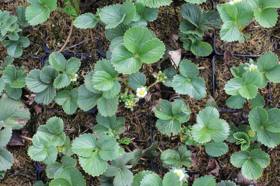 Jahodník stáleplodící 'Diamante' - Fragaria ananassa 'Diamante', Květník o průměru 9 cm