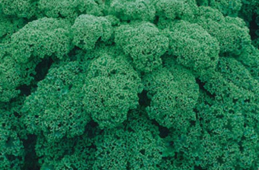 Kadeřávek 'Kapitan F1' - Brassica oleracea v.sabelica 'Kapitan F1', Květník o průměru 9 cm 4 sazenice