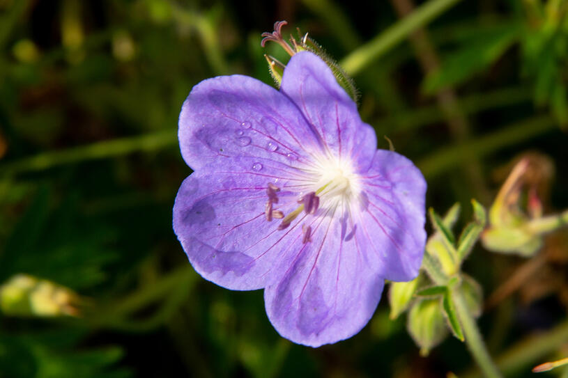 Kakost 'Brookside' - Geranium 'Brookside', Květník o průměru 11 cm