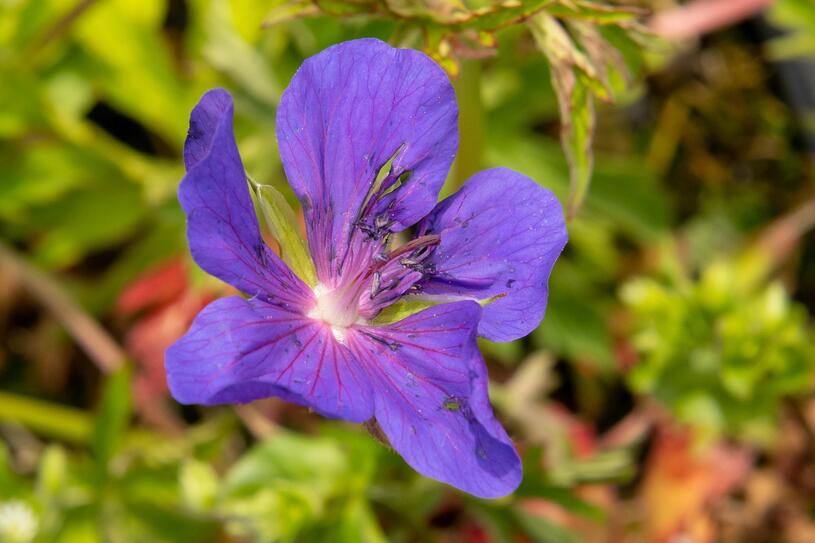 Kakost luční 'Spinners' - Geranium pratense 'Spinners', Květník o průměru 13 cm