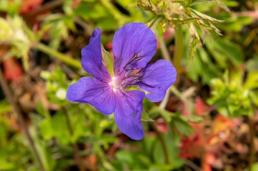 Kakost luční 'Spinners' - Geranium pratense 'Spinners', Květník o průměru 13 cm