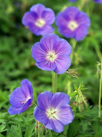 Kakost 'Orion' - Geranium 'Orion', Květník o průměru 9 cm