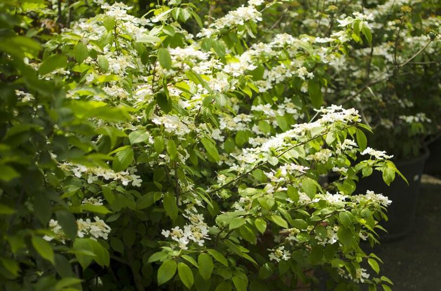 Kalina japonská 'Mariesii' - Viburnum plicatum 'Mariesii', Kontejner o objemu 12 litrů velikost 60-80 cm