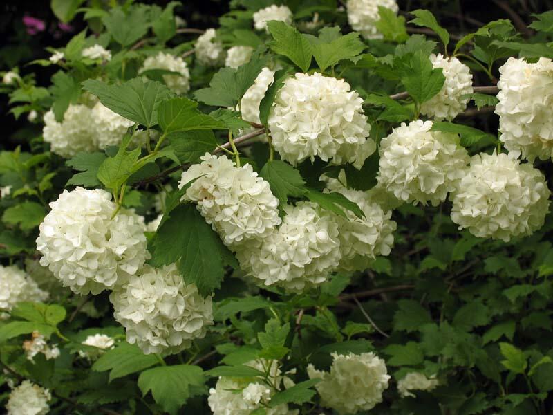 Kalina obecná 'Roseum' - Viburnum opulus 'Roseum', Kontejner o objemu 12 litrů velikost 60-80 cm