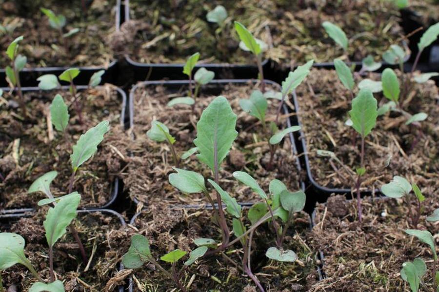 Kedluben modrý 'Ametyst F1' - Brassica oleracea var. gongylodes 'Ametyst F1', Květník o průměru 9 cm 4 sazenice / ks