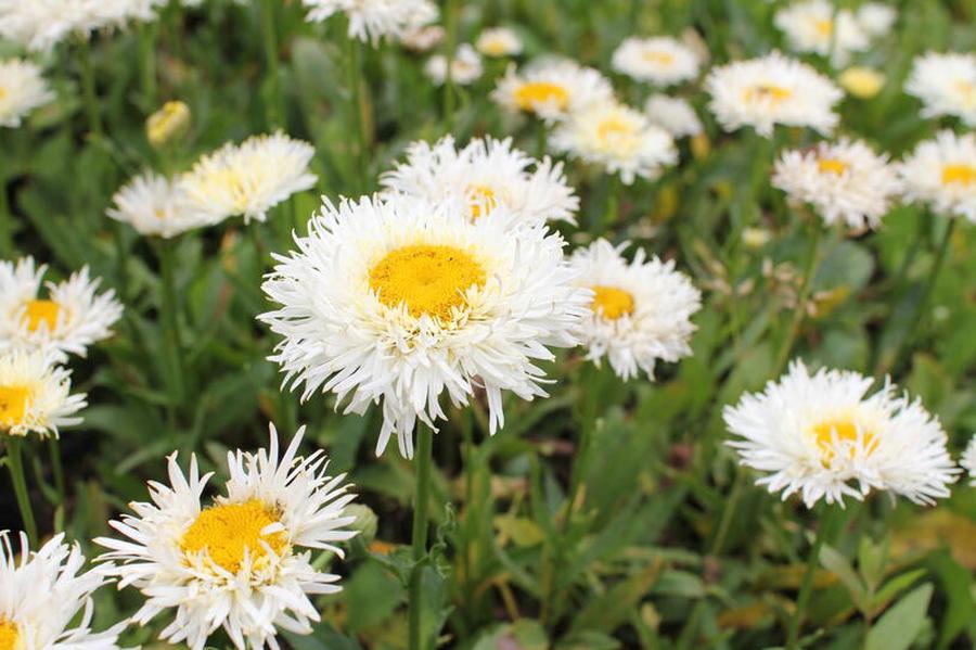 Kopretina největší 'Real Galaxy' - Leucanthemum maximum 'Real Galaxy', Květník o průměru 11 cm