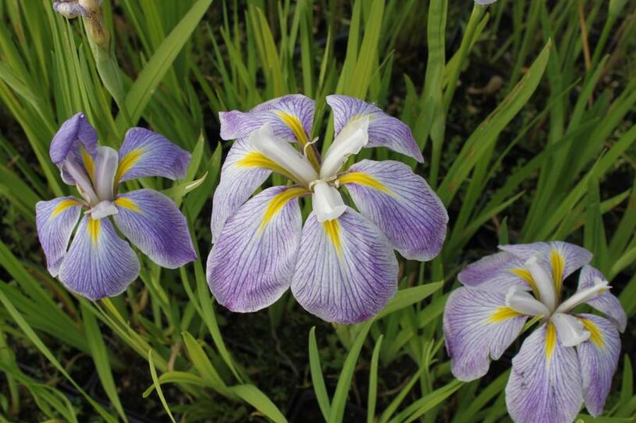 Kosatec mečovitý 'Aquamarin' - Iris ensata 'Aquamarin', Květník o průměru 11 cm