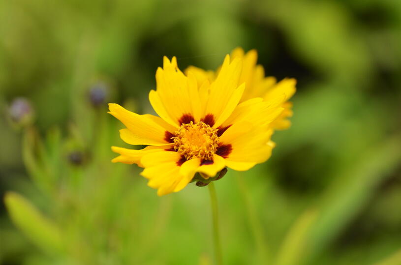 Krásnoočko 'Sterntaler' - Coreopsis lanceolata 'Sterntaler', Květník o průměru 11 cm