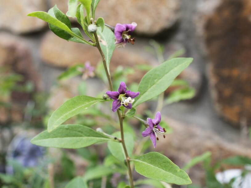 Kustovnice čínská 'Goji' - Lycium barbarum 'Goji', Vysoký květník o objemu 4 litry velikost 60-80 cm