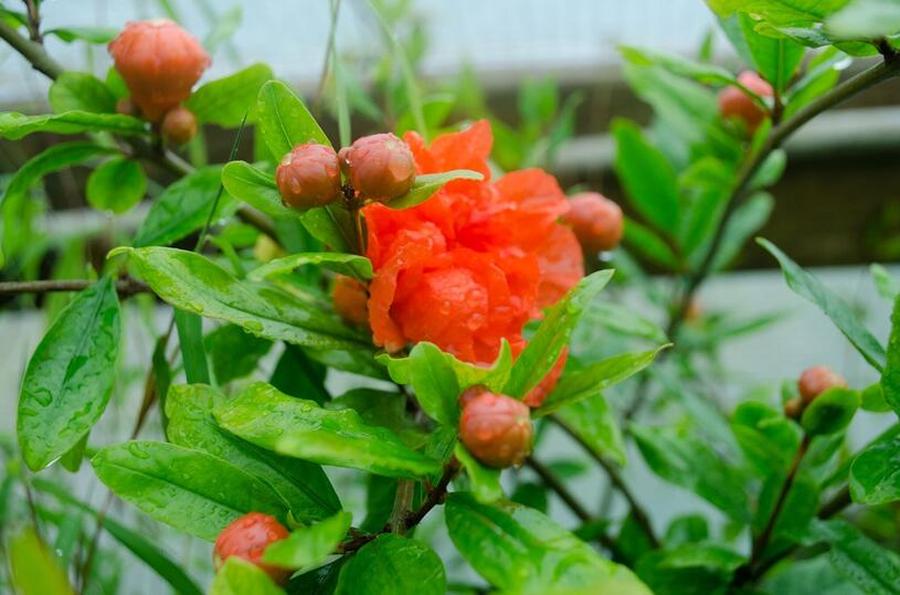 Marhaník 'Pleniflora' - Punica granatum 'Pleniflora', Kontejner o objemu 1,5 litru