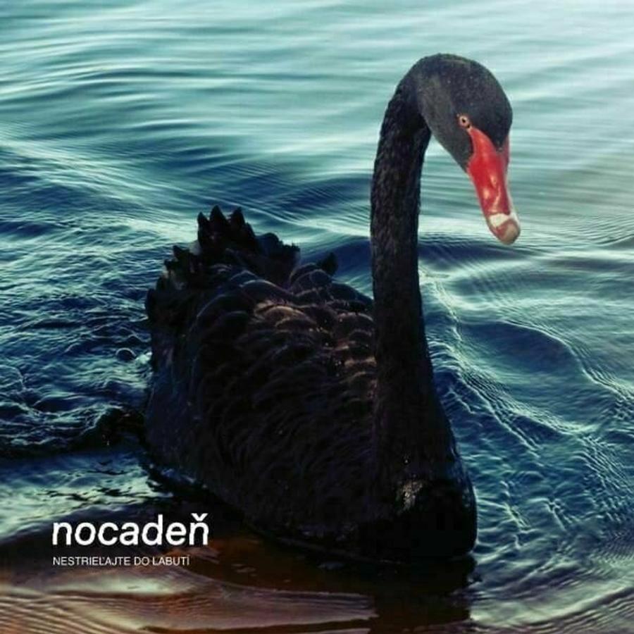 Nocadeň - Nestrieľajte Do Labutí (LP)
