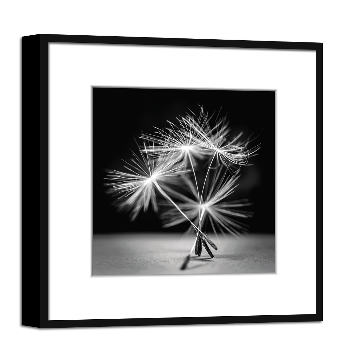 Obraz v rámu DANDELION 03 - 40x40 cm Styler