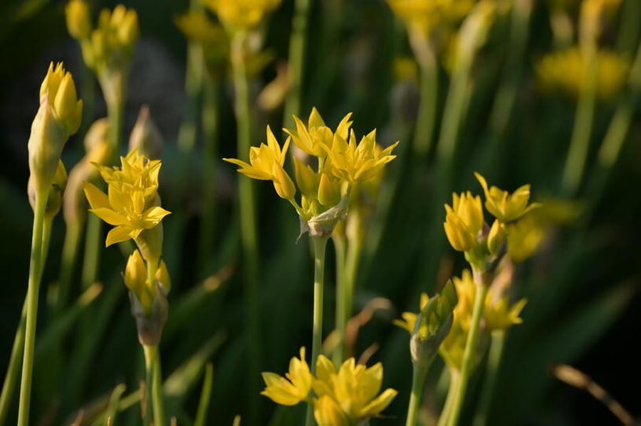 Okrasný česnek zlatožlutý - Allium moly, Květník o průměru 11 cm po 9 ks cibule