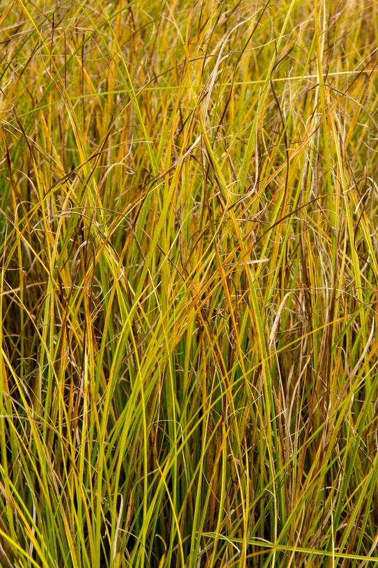 Ostřice bičíkovitá 'Kiwi' - Carex flagellifera 'Kiwi', Květník o průměru 11 cm