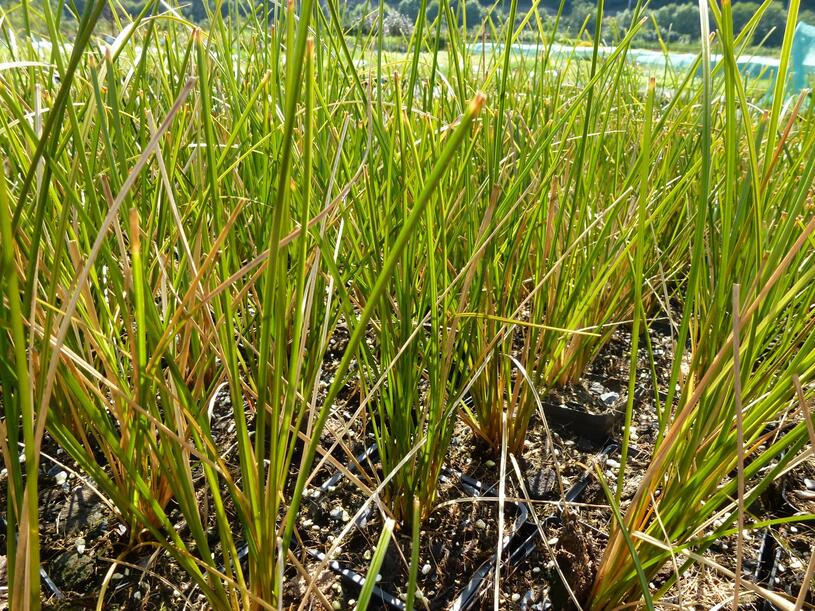 Ostřice 'Calita' - Carex calotides 'Calita', Květník o průměru 9 cm