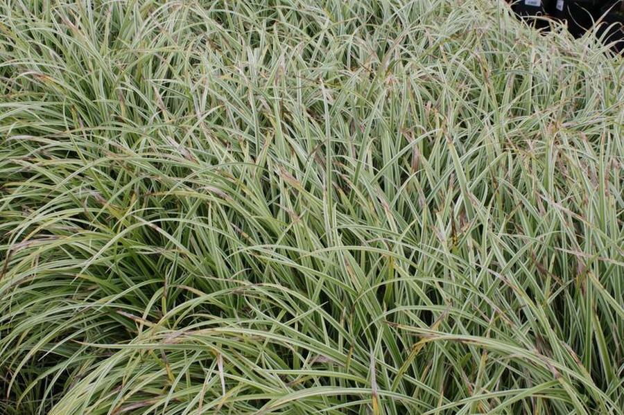 Ostřice japonská 'Silver Sceptre' - Carex morrowii 'Silver Sceptre', Květník o průměru 9 cm