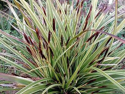 Ostřice japonská 'Variegata' - Carex morrowii 'Variegata', Květník o průměru 9 cm