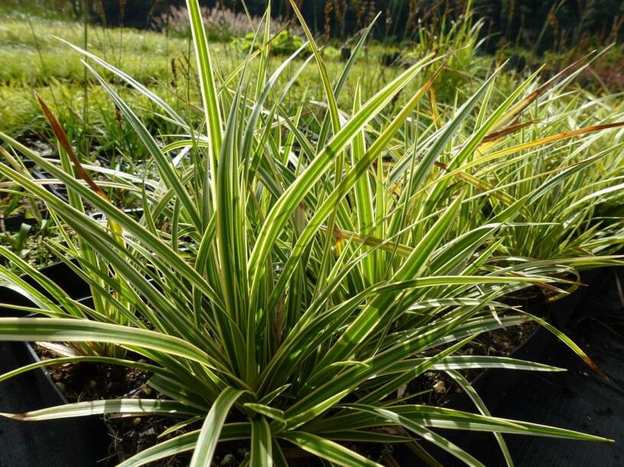 Ostřice japonská 'Variegata' - Carex morrowii 'Variegata', Květník o průměru 9 cm