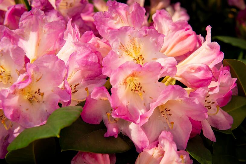 Pěnišník 'Eucharities' - Rhododendron (T) 'Eucharities', Kontejner o objemu 25 litrů velikost 80-100 cm