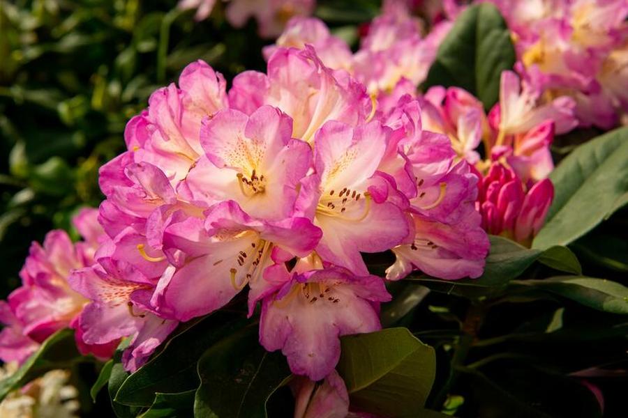 Pěnišník 'Eucharities' - Rhododendron (T) 'Eucharities', Kontejner o objemu 25 litrů velikost 80-100 cm