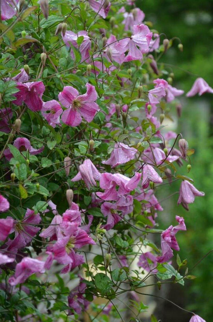 Plamének vlašský 'Krakowiak' - Clematis viticella 'Krakowiak', Vysoký květník o objemu 2 litry velikost 40-60 cm