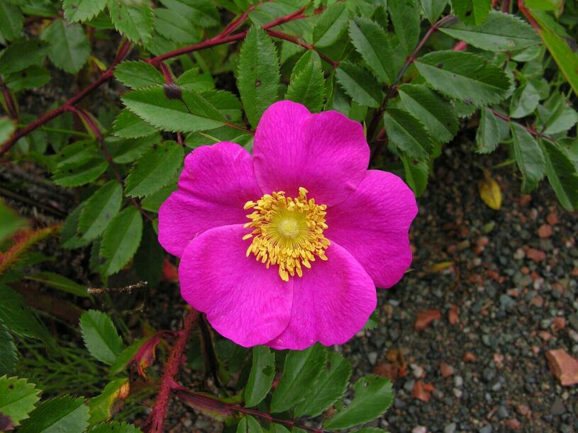 Růže lesklá - Rosa nitida, Kontejner o objemu 10 litrů velikost 40-60 cm
