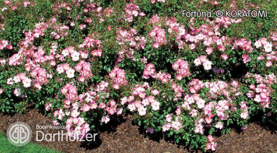 Růže mnohokvětá Kordes 'Fortuna' - Rosa MK 'Fortuna', Kontejner o objemu 1,5 litru