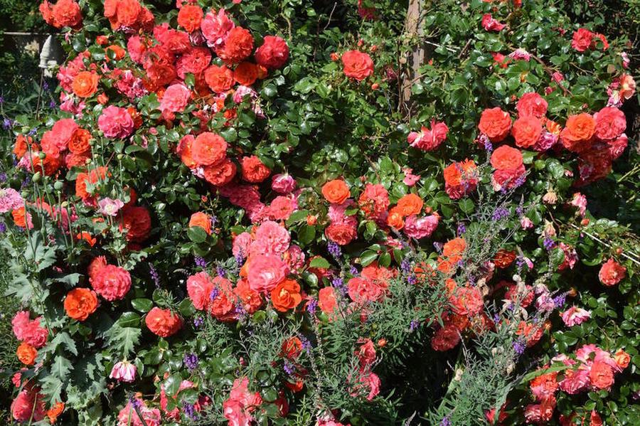 Růže mnohokvětá Kordes 'Gebrüder Grimm' - Rosa MK 'Gebrüder Grimm', Kontejner o objemu 5 litrů