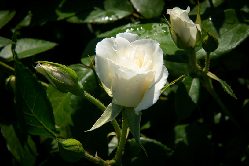 Růže mnohokvětá Kordes 'Schneewittchen' - Rosa MK 'Schneewittchen', Vysoký květník o objemu 4 litry
