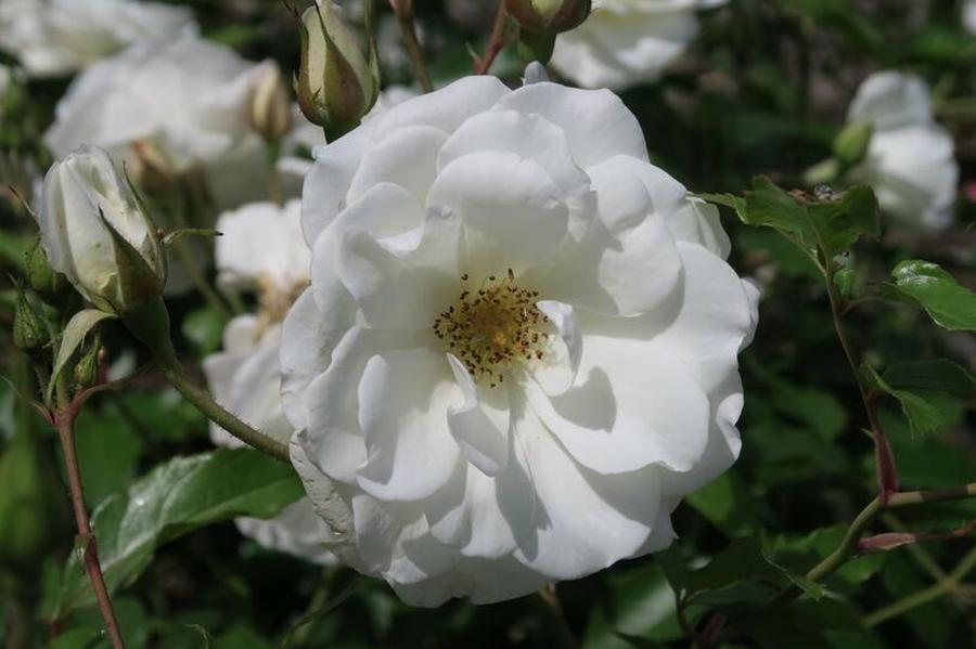 Růže mnohokvětá Kordes 'Schneewittchen' - Rosa MK 'Schneewittchen', Vysoký květník o objemu 4 litry