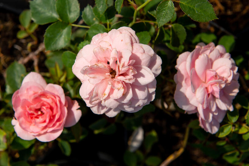 Růže mnohokvětá 'Pink Fire' - Rosa MK 'Pink Fire', Kontejner o objemu 3 litry