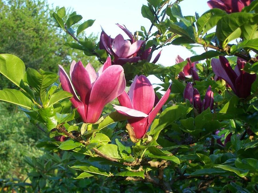 Šácholan liliokvětý 'Nigra' - Magnolia liliiflora 'Nigra', Kontejner o objemu 10 litrů velikost 80-100 cm